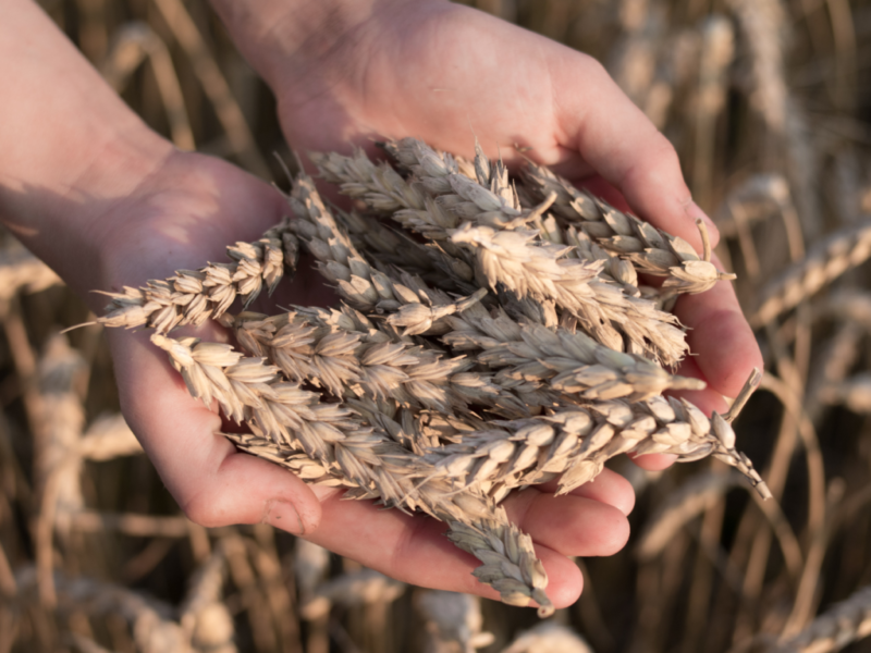 Crédito: Portal Kairós